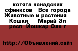 котята канадских сфинксов - Все города Животные и растения » Кошки   . Марий Эл респ.,Йошкар-Ола г.